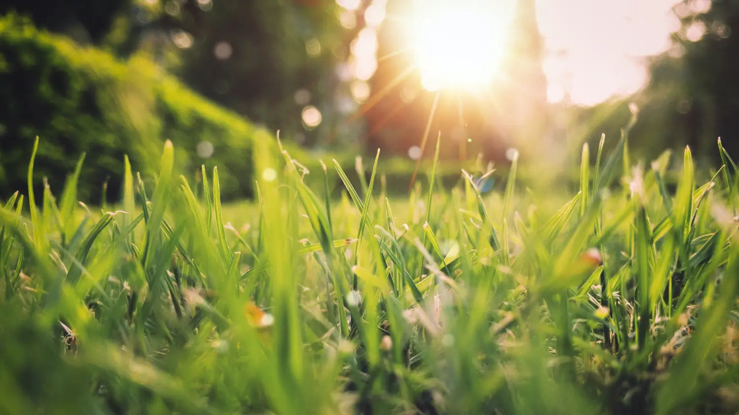 Sun shining on the grass. 
