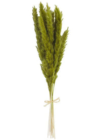 Bundle of dried green wheat stalks for elegant Dried Pampas Grass decor