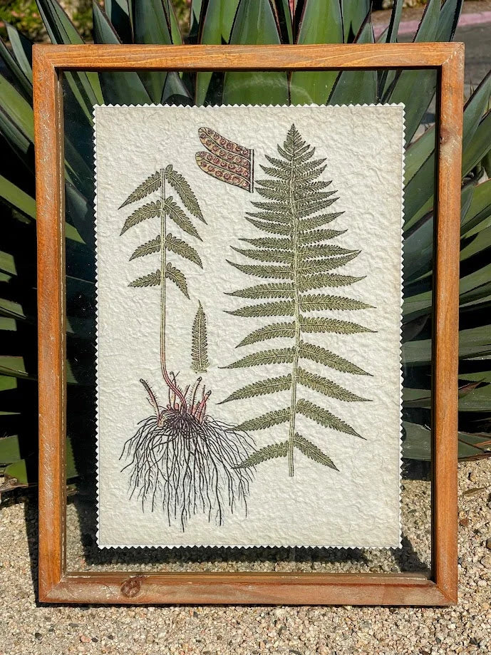 Framed botanical print wood featuring pressed fern specimens on textured paper wall decor