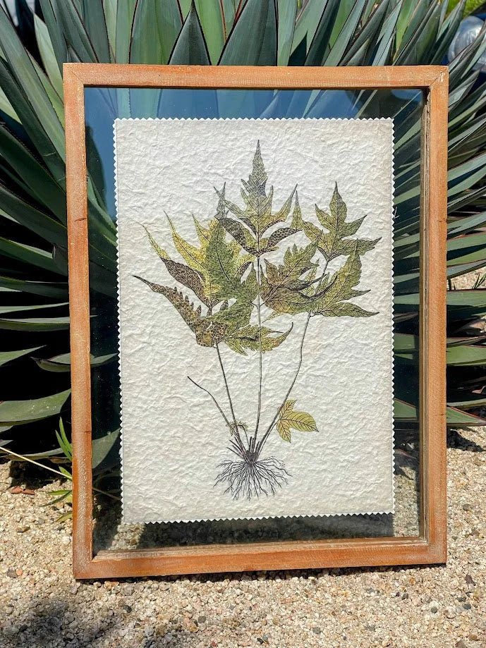 Framed botanical print wood decor featuring pressed cannabis leaves on textured paper