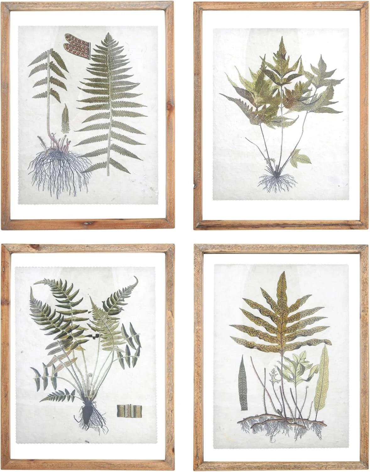 Set of four botanical print wood framed wall decor featuring various fern species