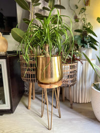 Spider plant in a TULUM FLORAL POT PLANTER, a stylish metal planter with hairpin legs